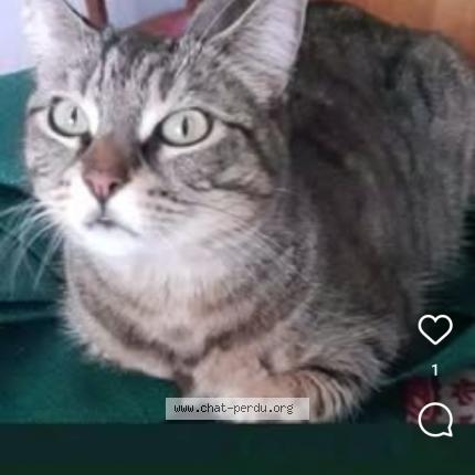 Photo 1/1 Marie Maria Chat perdu à St malo