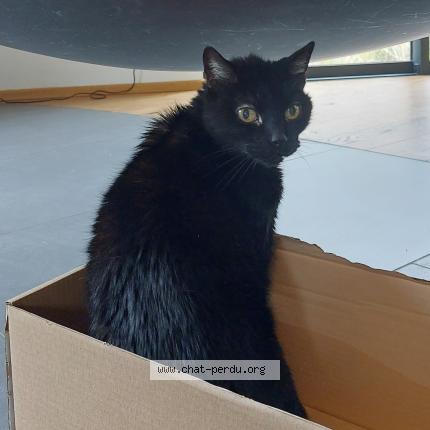 Photo de chat perdu à Orbey