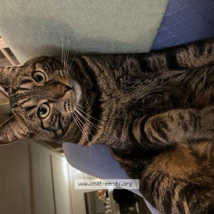 Photo de chat perdu à Boulogne Billancourt