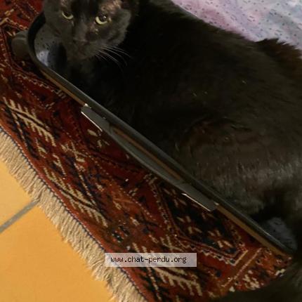 Photo 1/1 Chat retrouvé Perdu à Saint Nazaire