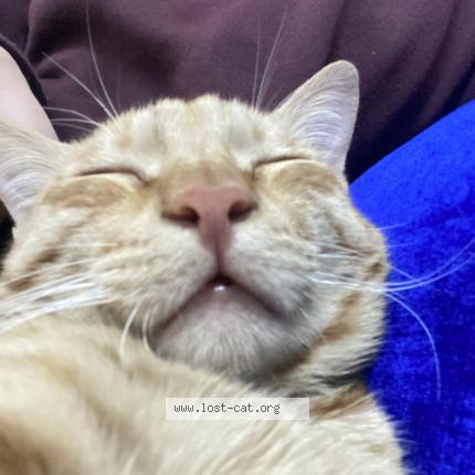 Photo 1/1 Simba Chat perdu à New delhi