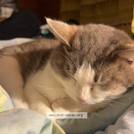 Photo 1/1 Hima Chat perdu à Heudreville en lieuvin