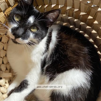 Photo 1/1 Réglisse Ré Chat perdu à Belus