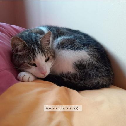 Photo 1/1 Sonny Chat perdu à Cenon