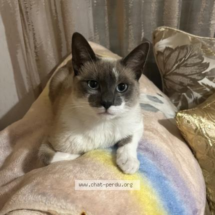 Photo 1/1 Minouch Chat perdu à Oloron sainte marie