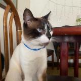 Photo de chat retrouvé à Timbio