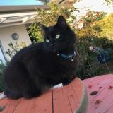 Photo de chat perdu à Cranbourne