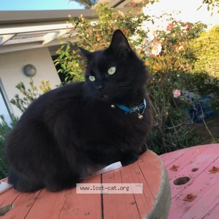 Photo 1/1 Cinders Chat perdu à Cranbourne