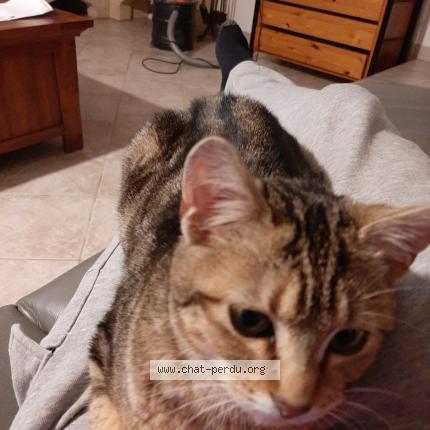 Photo 1/1 Zette Chat perdu à Marcollin