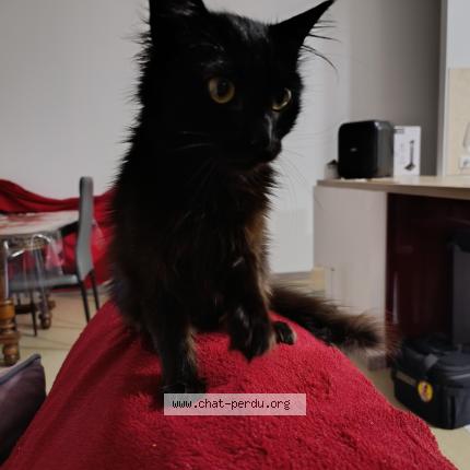 Photo 1/1 Vodka Chat perdu à Villeneuve de marsan