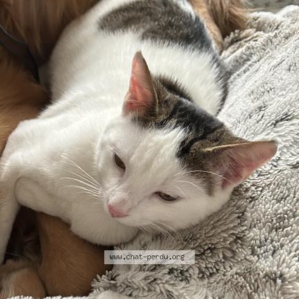 Photo 1/1 Toulouse Chat perdu à Fontainebleau