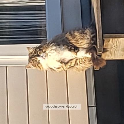 Photo 1/1 Grisou Chat perdu à Foussignac