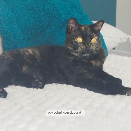 Photo 1/1 Samoa Chat perdu à Eyjeaux