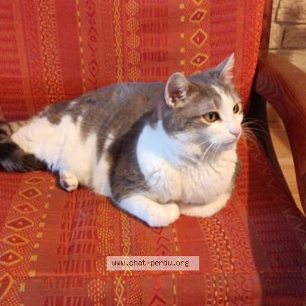 Photo de chat perdu à Ville Sous Anjou