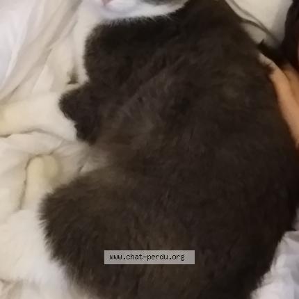 Photo 1/1 MAJOR Chat perdu à Blainville sur l eau