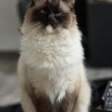 Photo de chat perdu à Villepreux