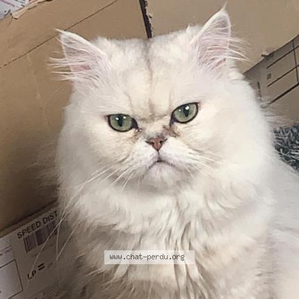 Photo 1/1 Chat retrouvé Perdu à Nanteuil Les Meaux