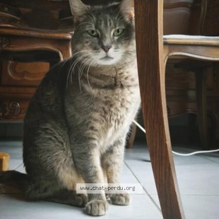 Photo 1/1 Willow Chat perdu à La wantzenau