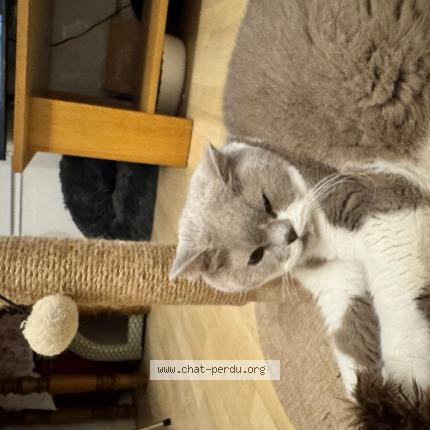 Photo 1/1 Riki Chat perdu à Melun