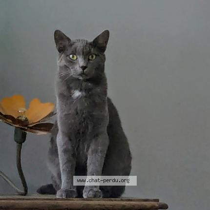 Photo 1/1 WONKA Chat perdu à Lamorlaye