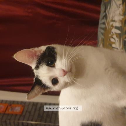 Photo 1/1 Titoune Chat perdu à Pacy sur eure