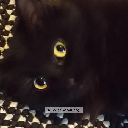 Photo de chat perdu à Reze