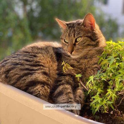 Photo de chat perdu à Caen