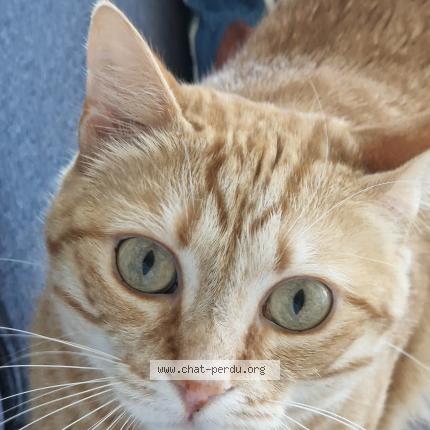 Photo 1/1 Chat retrouvé Perdu à Cholet