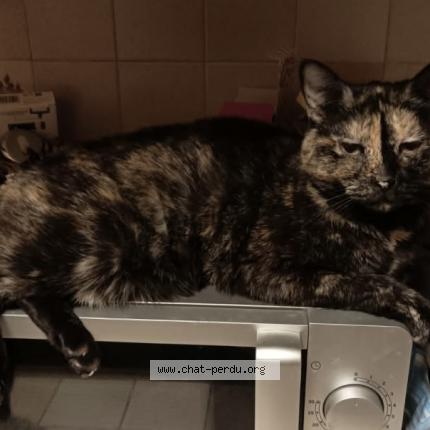 Photo 1/1 Cachou Chat perdu à Les clayes sous bois