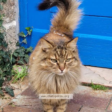 Photo 1/1 Chat retrouvé Perdu à Lanildut