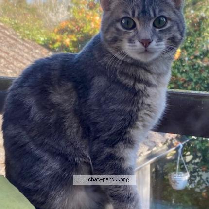 Photo 1/1 Marnie Chat perdu à Paris