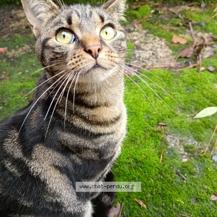 Photo 1/1 Chat retrouvé Perdu à Mareuil Sur Lay Dissais