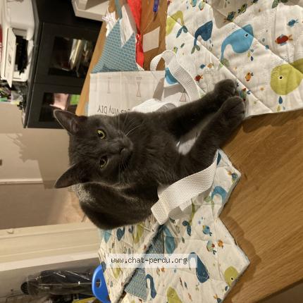 Photo 1/1 Elphie Chat perdu à Saone