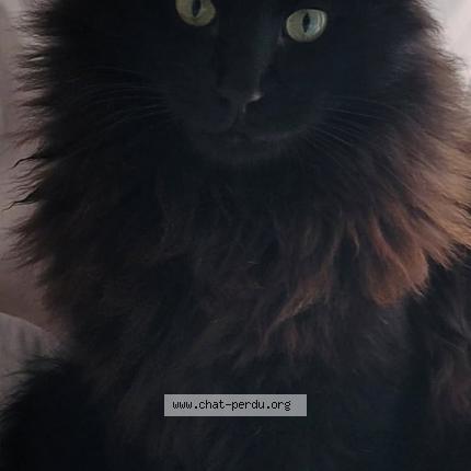 Photo 1/1 Chat retrouvé Perdu à Angers