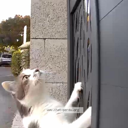 Photo de chat perdu à Villecresnes