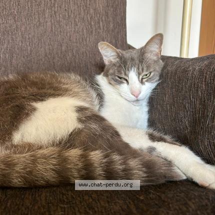 Photo 1/1 Biboune Chat perdu à Jacou