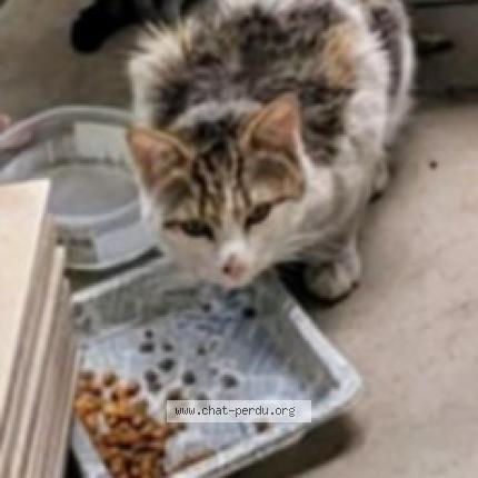 Photo de chat trouvé à Montpellier
