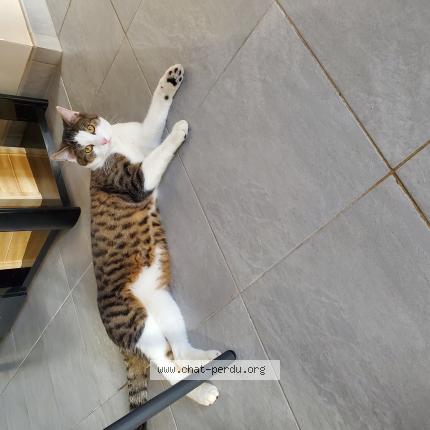 Photo 1/1 popi Chat perdu à Thilouze