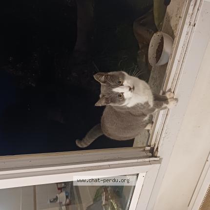 Photo 1/1 Monsieur Chat perdu à Noyant villages