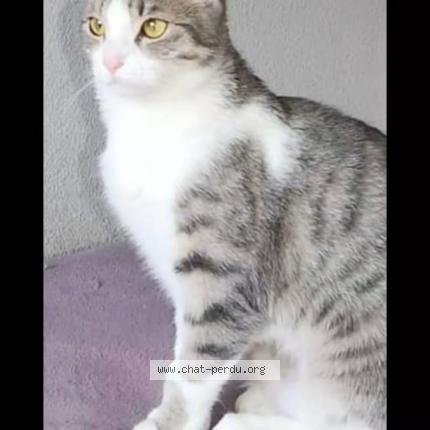 Photo 1/1 Chat retrouvé Perdu à Flers