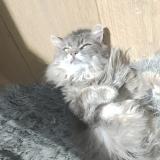 Photo de chat perdu à Le Mans