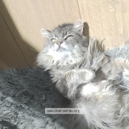 Photo 1/1 Chat retrouvé Perdu à Le mans