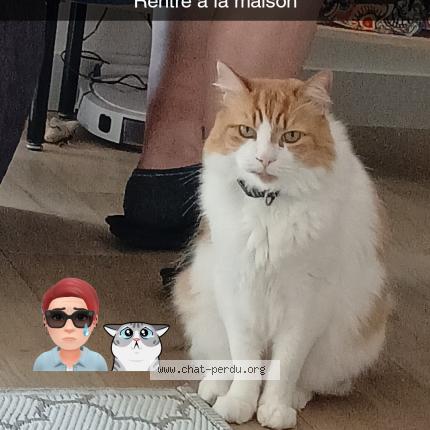 Photo 1/1 Chat retrouvé Perdu à Nantes