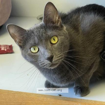 Photo 1/1 Chat trouvé Trouvé à Gastonia