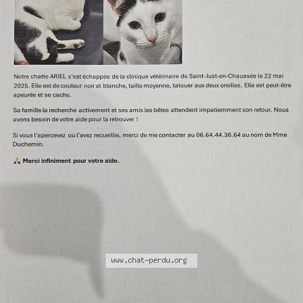 Photo 1/1 Chat retrouvé Perdu à Saint Just En Chaussee