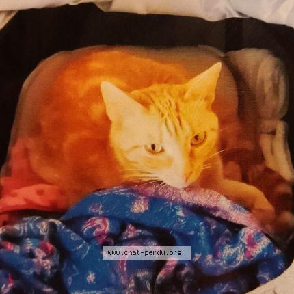 Photo 1/1 Minette Chat perdu à Le perreux sur marne