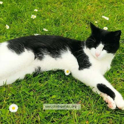 Photo 1/1 Lune Chat perdu à D huison longueville