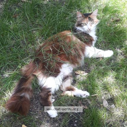 Photo de chat perdu à Pontonx Sur L Adour