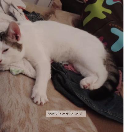 Photo de chat perdu à Chateauroux