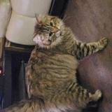 Photo de chat perdu à Cagnoncles